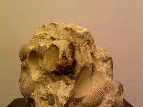 Image of original Brachiopod cementstone specimen.