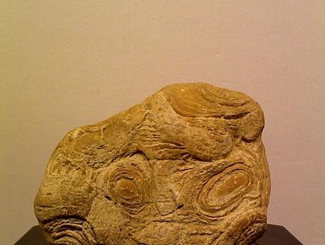 Image of original Stromatolite specimen.